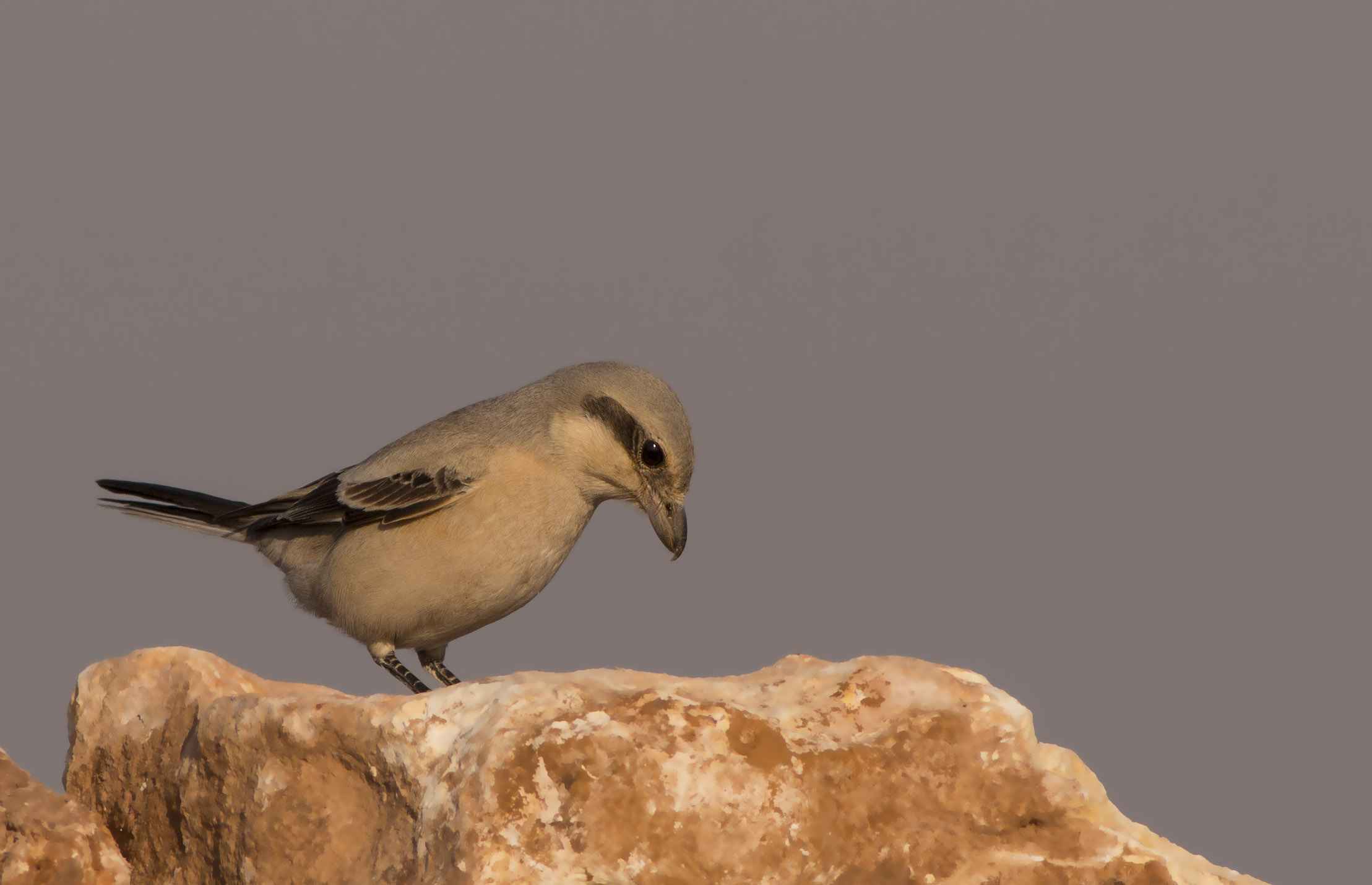Great Gray Shrike